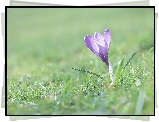 Jasnofioletowy, Krokus, Trawa