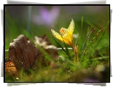 Żółty, Krokus, Liść