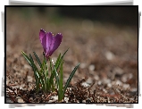 Krokus, Fioletowy, Rozmyte tło