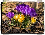 Kwiaty, Krokusy, Fioletowe, Żółte, Wiosna