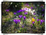Kwiaty, Krokusy, Bokeh