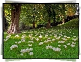 Krokusy, Łąka, Park, Anglia