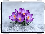 Krokusy, Fioletowe, Śnieg