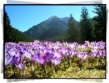 Krokusy, Tatry