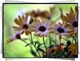 Kwiaty, Krople, Rosy