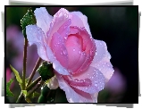 Róża, Krople, Rosa