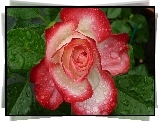 Róża, Krople, Rosy