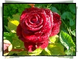 Róża, Krople, Rosy