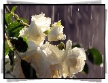 Róże, Krople, Deszczu