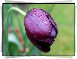 Tulipan, Krople, Deszczu