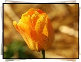 Żółty, Tulipan, Krople, Rosy