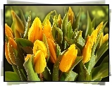 Żółte, Tulipany, Krople, Wody