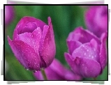 Tulipany, Krople, Rosy