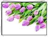 Tulipany, Krople, Wody