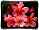 Plumeria