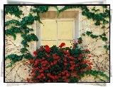 Okno, Bluszcz, Pelargonie