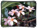 Kwiat, Plumeria