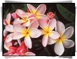 Plumeria, Kwiaty