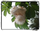 Kwiat, Baobabu, Adansonia Digitata