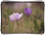 Biało-fioletowy, Krokus, Kwiat