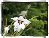 Biały, Kwiat, Acidanthera