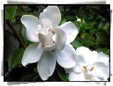 Biały, Kwiat, Gardenia