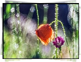 Kwiat, Mak, Rosa, Bokeh, Światło