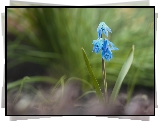 Niebieski, Kwiat, Cebulica
