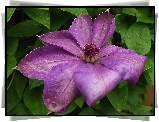 Kwiat, Clematis
