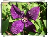 Kwiat, Clematis