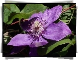 Kwiat, Clematis