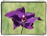 Kwiat, Clematis