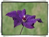 Kwiat, Clematis
