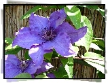 Clematis, Kwiat, Powojnik