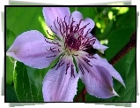 Kwiat, Clematis