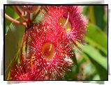 Kwiat, Drzewo, Corymbia Ficifolia