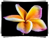 Kwiat, Żółto-różowa, Plumeria, Czarne, Tło