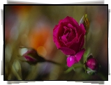 Kwiat, Róża, Czerwona, Bokeh