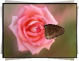 Kwiat, Róża, Różowa, Motyl Euploea core