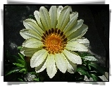 Kwiat, Gazania