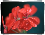 Kwiat, Geranium