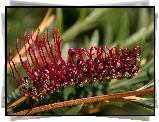 Grevillea, Kwiat australijski