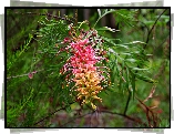 Grevillea, Kwiat, Gałązki