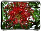 Grevillea, Kwiat, Światło