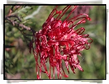 Kwiat, Grevillea