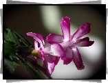 Kwiat, Różowy, Grudnik, Szlumbergera