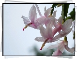 Kwiat, Grudnik, Szlumbergera, Kaktus Szlumbergera