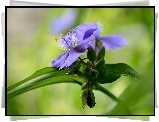 Kwiat, Spiderwort, Pąki, Liście, Tło