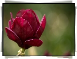 Kwiat, Magnolia
