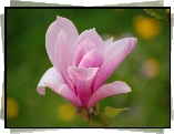 Kwiat, Magnolii